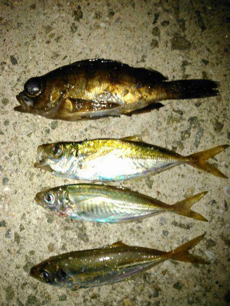 ひっさびさのライトゲーム！❤